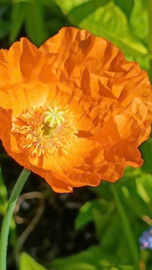 Grote oranje papaver planten uitgehaald en in pot, vanaf 2,5, Tuin en Terras, Volle zon, Vaste plant, Lente, Ophalen