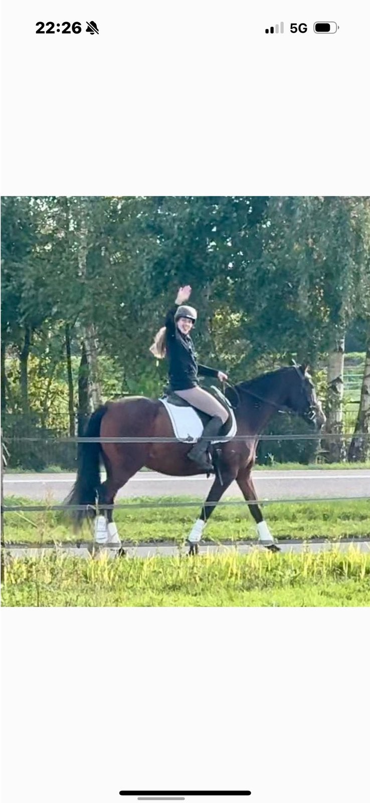 Lieve PRE ruin voor 5 ️ huis, Dieren en Toebehoren, Paarden, Met stamboom, B, Ruin, 160 tot 165 cm