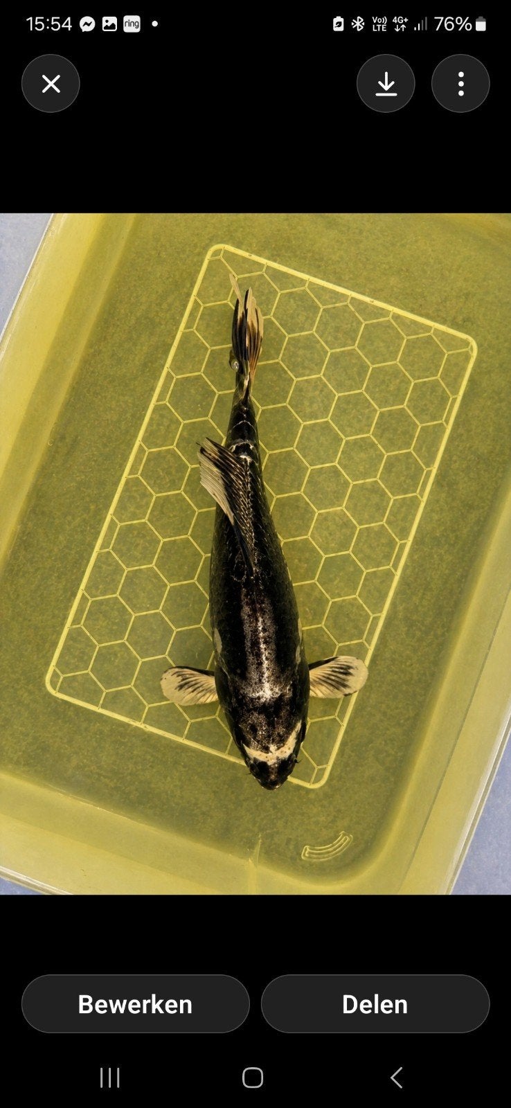 japanse koi, Dieren en Toebehoren