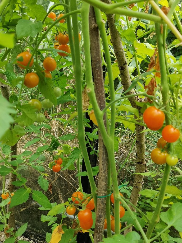 5 graines de tomate cerise orange Goldiana - biologique, Jardin & Terrasse, Bulbes & Semences, Envoi, Printemps, Graine
