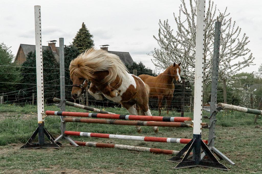 Shetlander en minipaardje, Dieren en Toebehoren, Zadelmak, 3 tot 6 jaar, Meerdere dieren, Recreatiepony