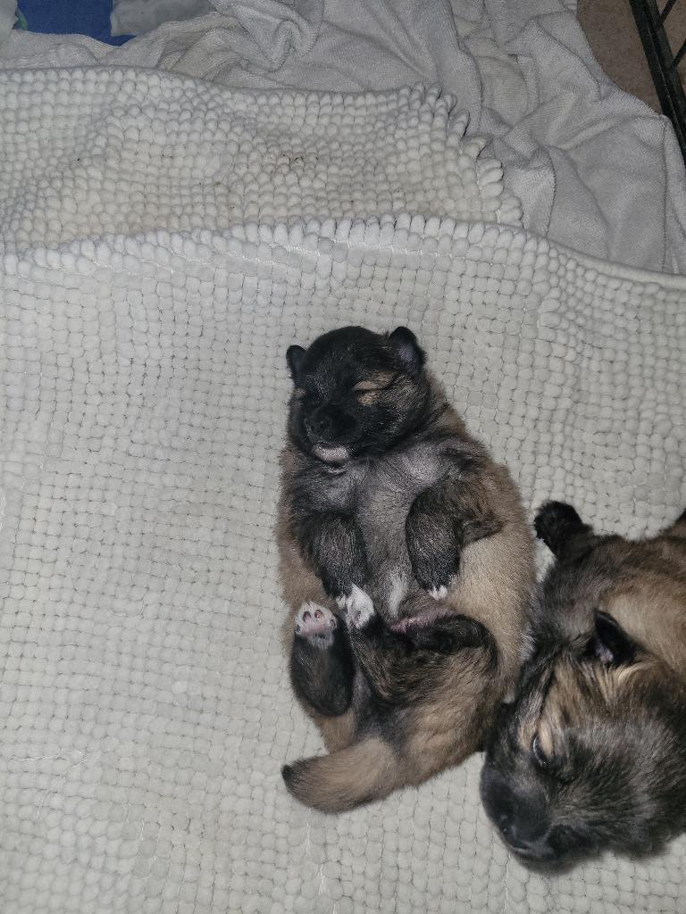 Klein keeshondjes pups, Parvo, België, Particulier, Keeshond