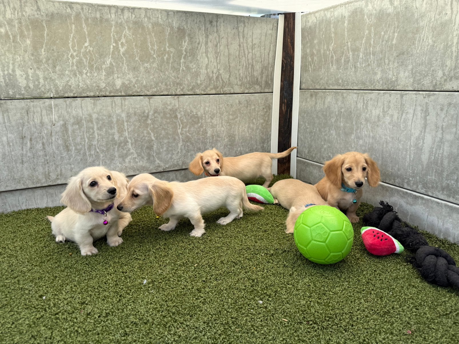 Prachtige langharige cream/blonde dwergteckels, Parvo, België, 8 tot 15 weken, Dwerg