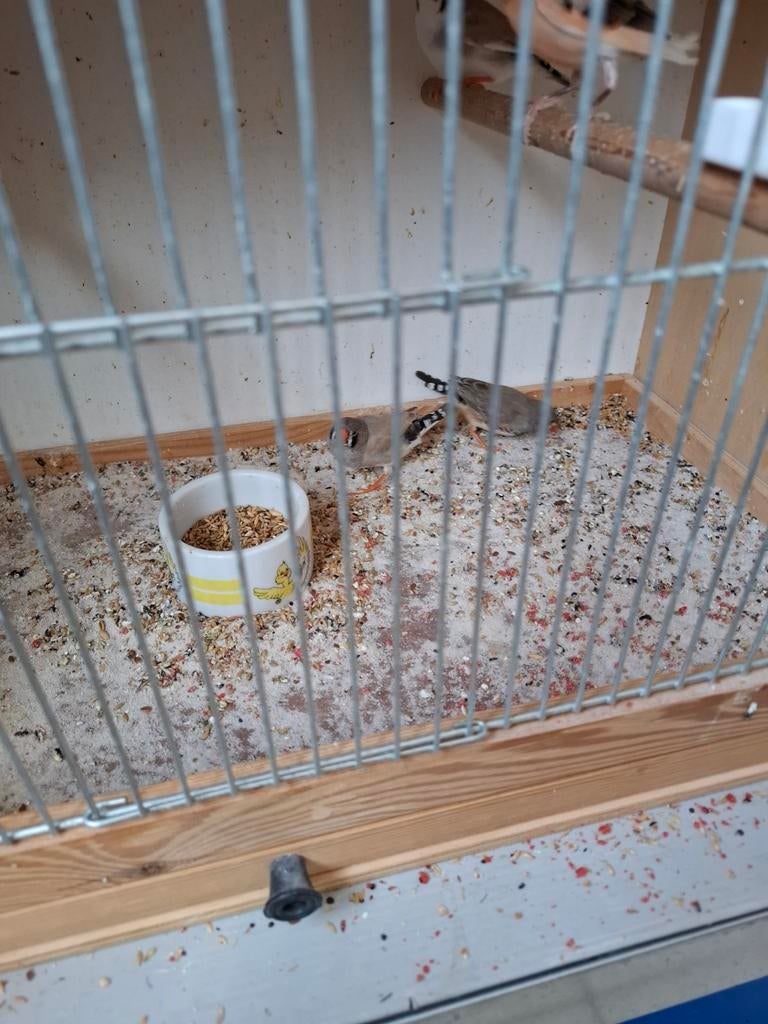 Zebravinken, Dieren en Toebehoren, Vogels | Duiven