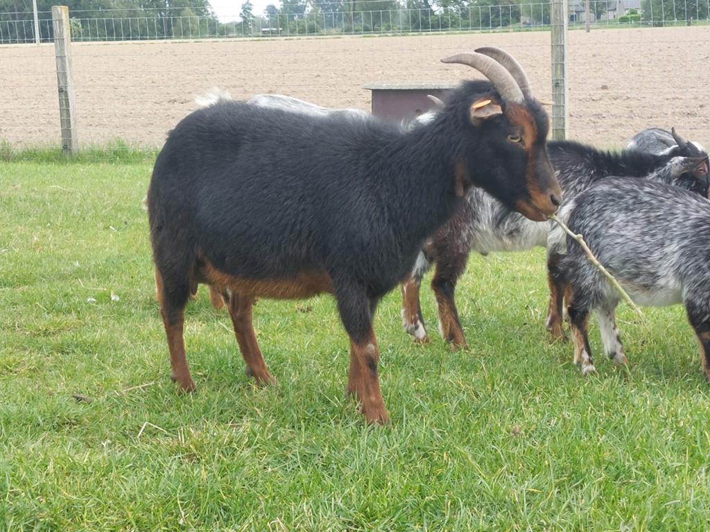 Black and tan ooi, Dieren en Toebehoren