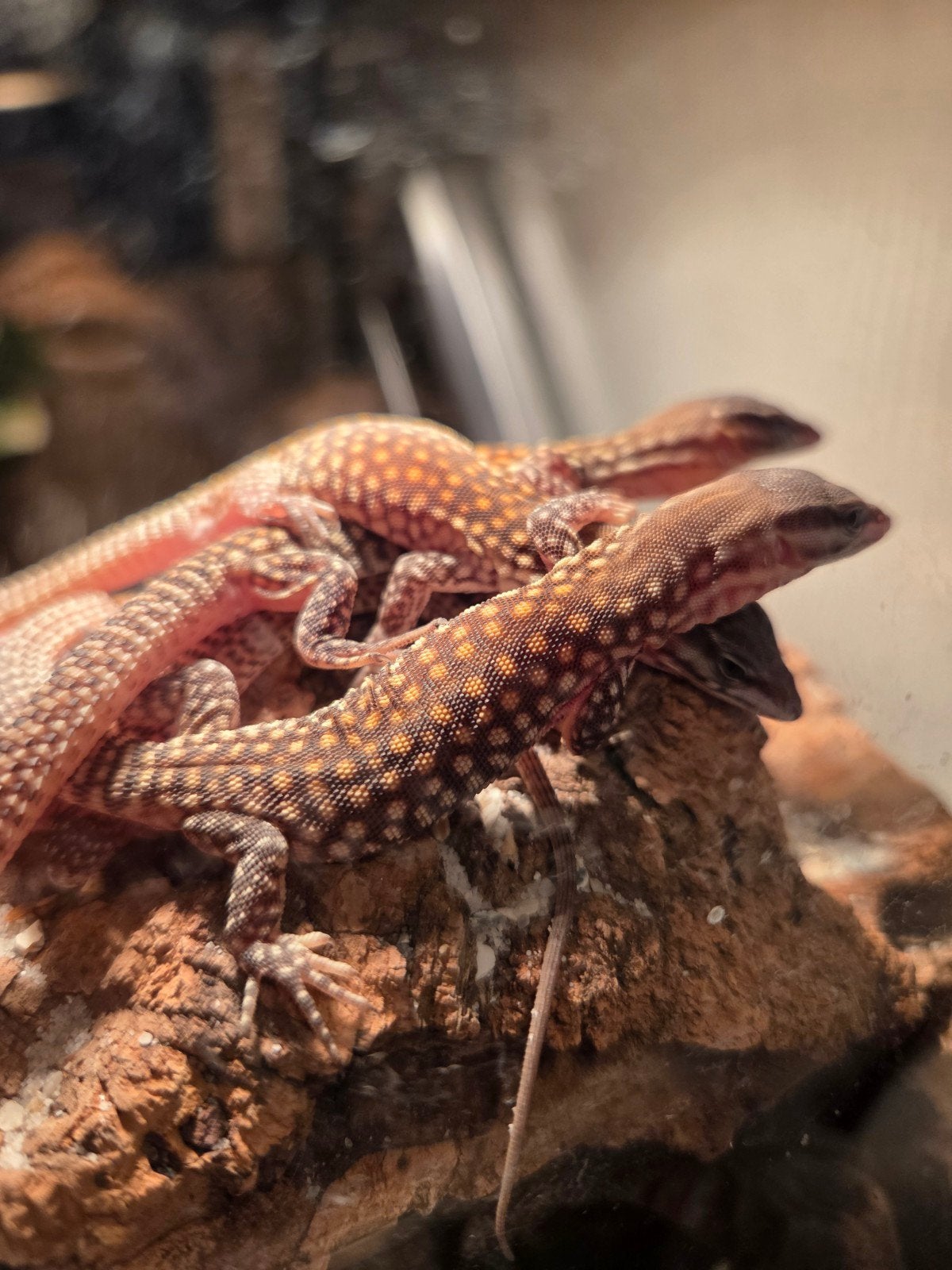 Varanus acanthurus red ackie, Animaux & Accessoires, Lézard, 0 à 2 ans
