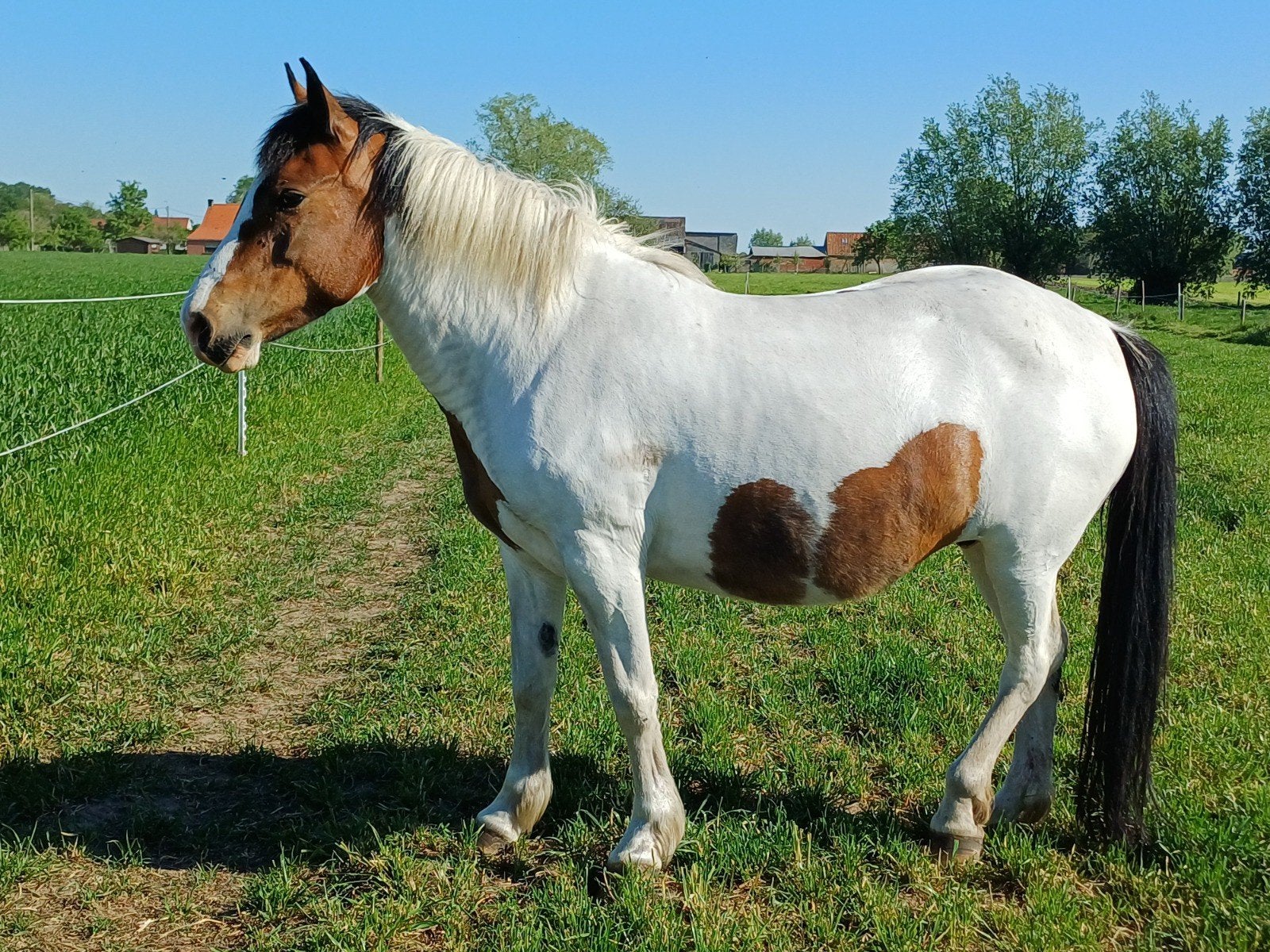 9 jarige D-pony, Zadelmak