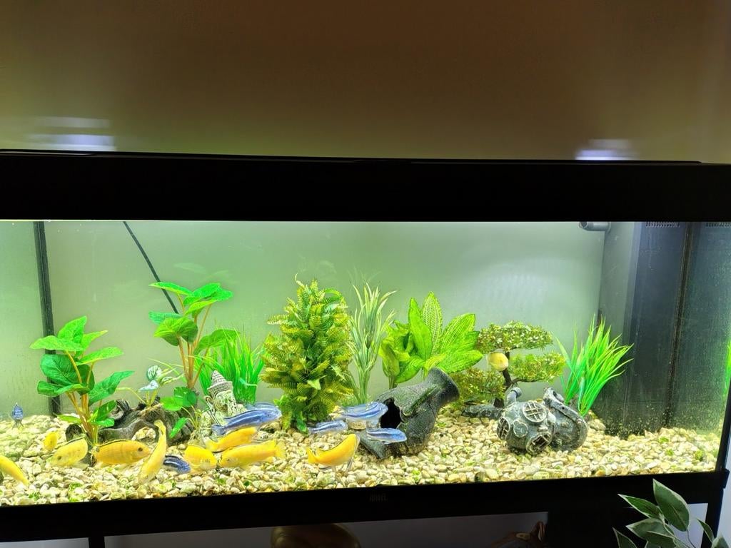 Prachtig 240L Aquarium  Compleet met 20 Malawi Cichliden, Dieren en Toebehoren, Vissen | Aquaria en Toebehoren, Ophalen