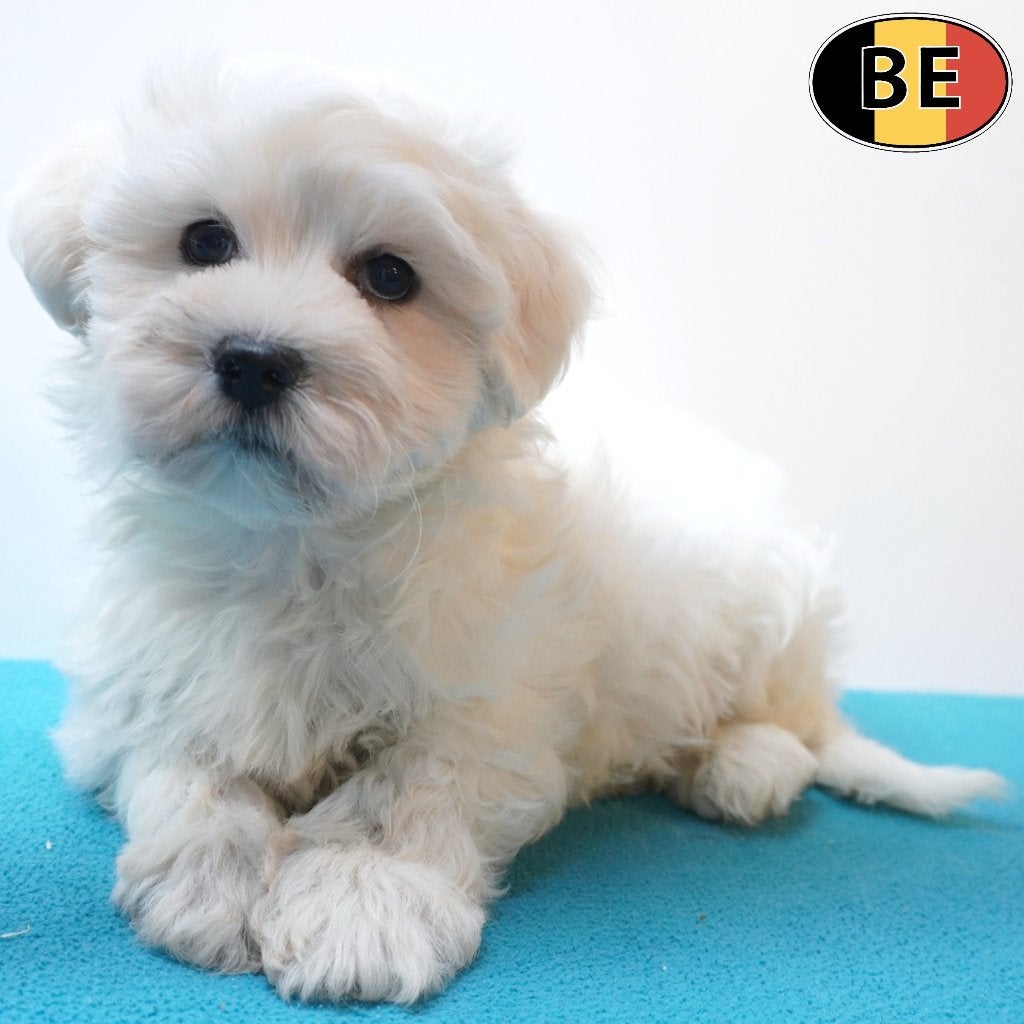 Bichon Maltais - chiots belges à vendre (nés le 18/08/2026), Commerçant, Chien (mâle), Maladie de Carré (chiens), Belgique