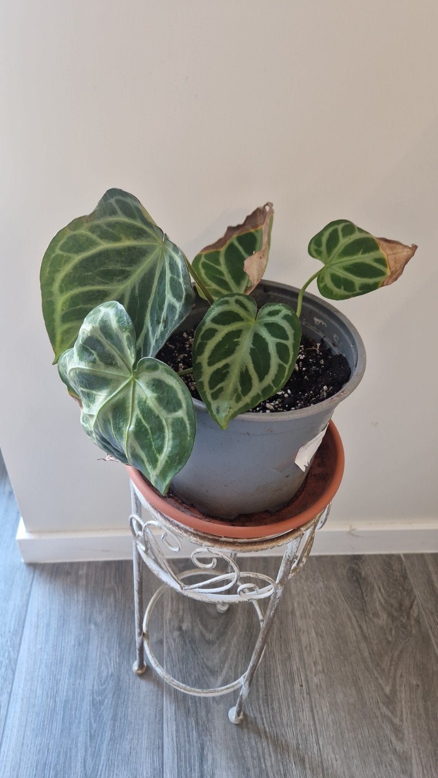Anthurium Silver Blush, Huis en Inrichting, Kamerplanten, Ophalen