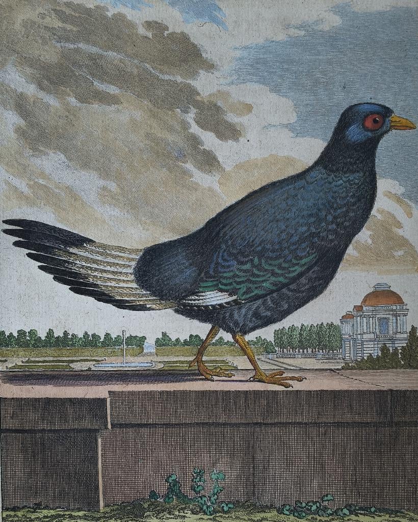Le Cocquar/bastaardfazant - Histoire Naturelle, Ophalen of Verzenden