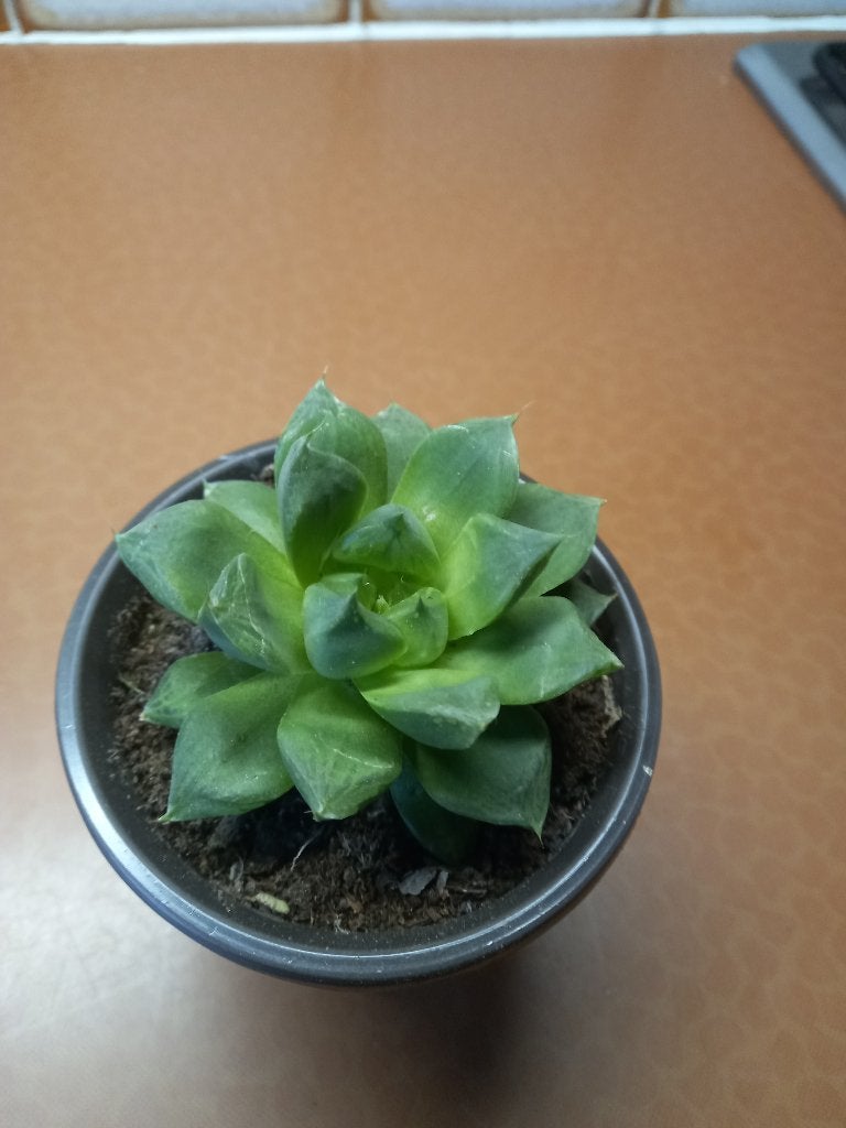 VETPLANTJES, Ophalen