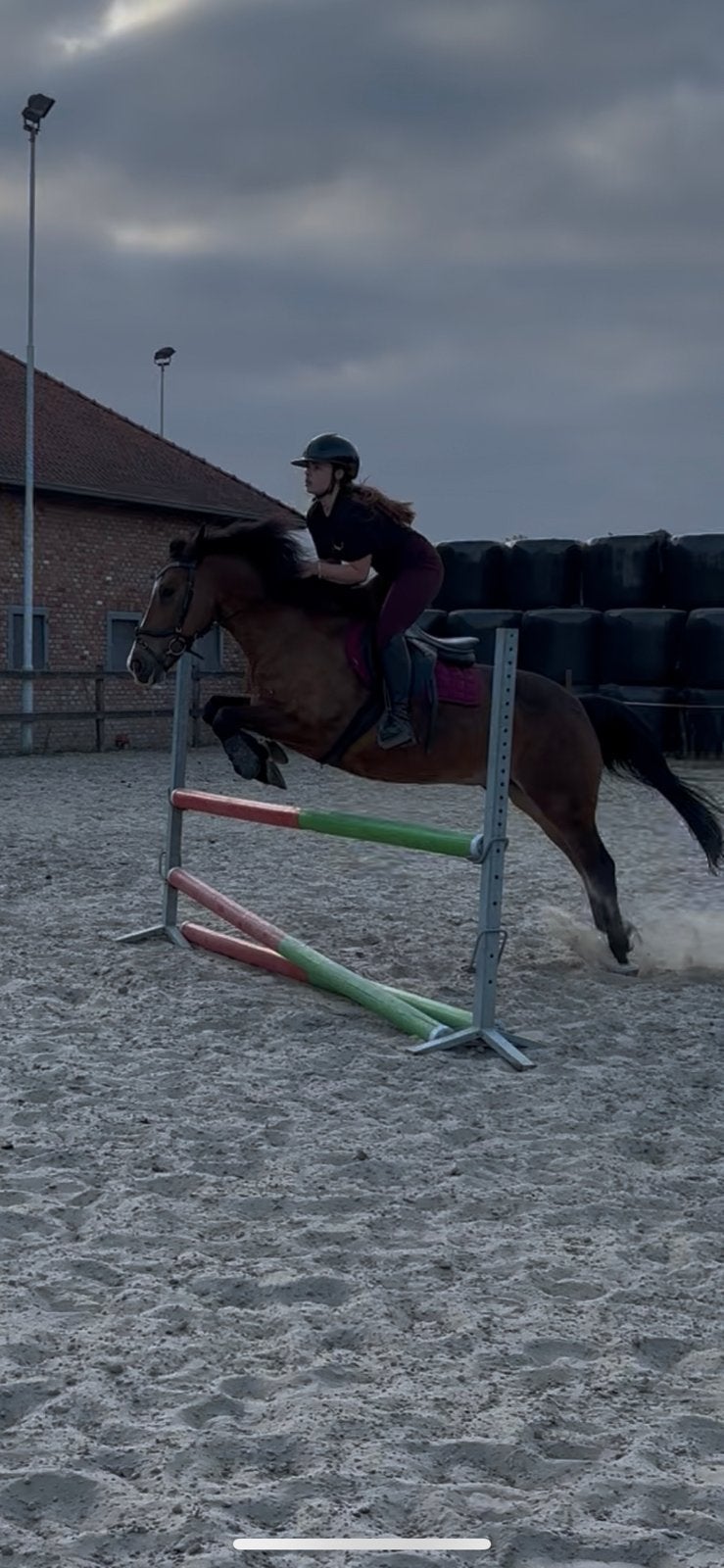 Ruiter zoekt bijrijdpaard (regio: Zoersel & omstreken)