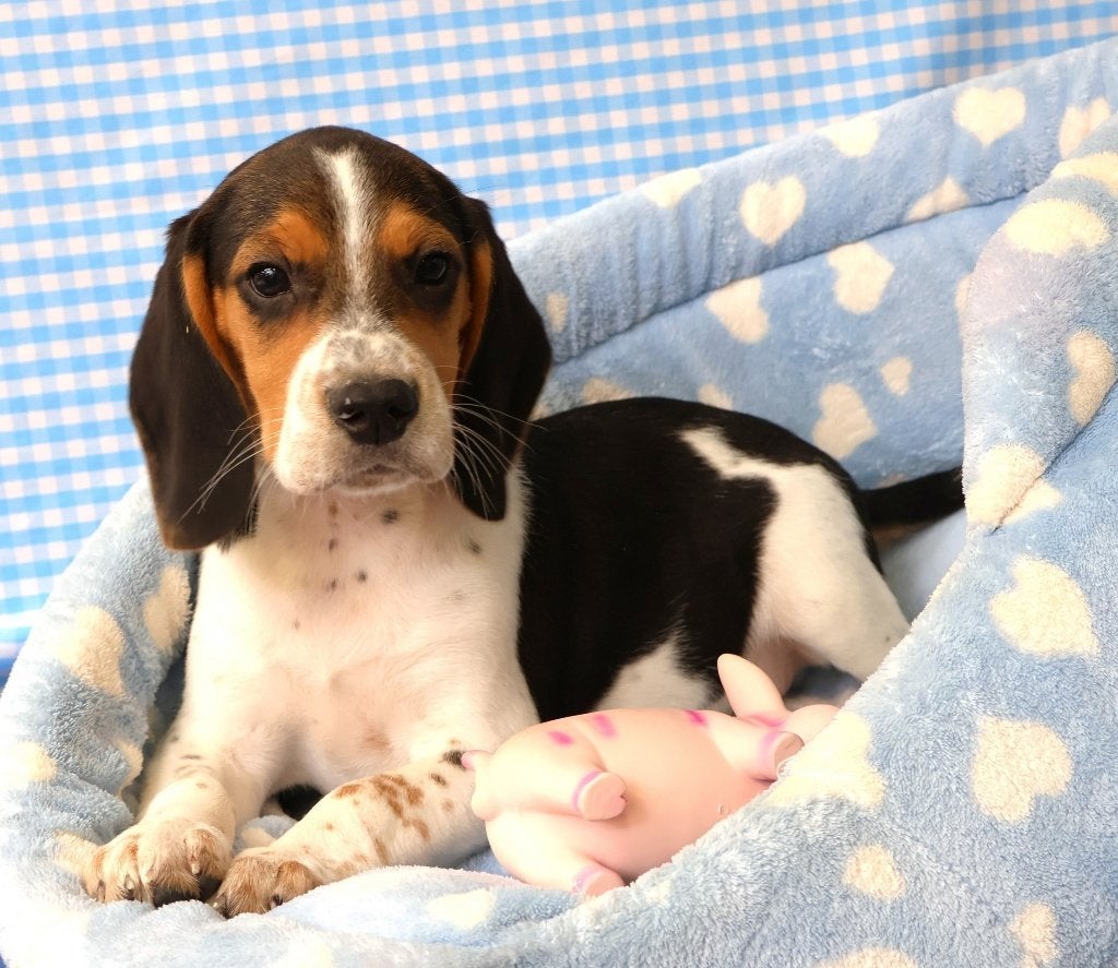 Super leuke Beagle pups!, Beagle, 15 weken tot 1 jaar, Buitenland, Parvo