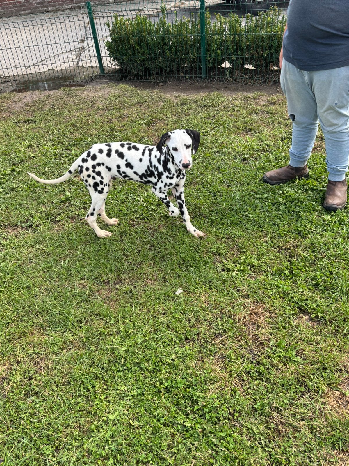 Dalmatiërs pup, Dieren en Toebehoren, Honden | Jack Russells en Terriërs, België, 15 weken tot 1 jaar, CDV (hondenziekte), Eén hond