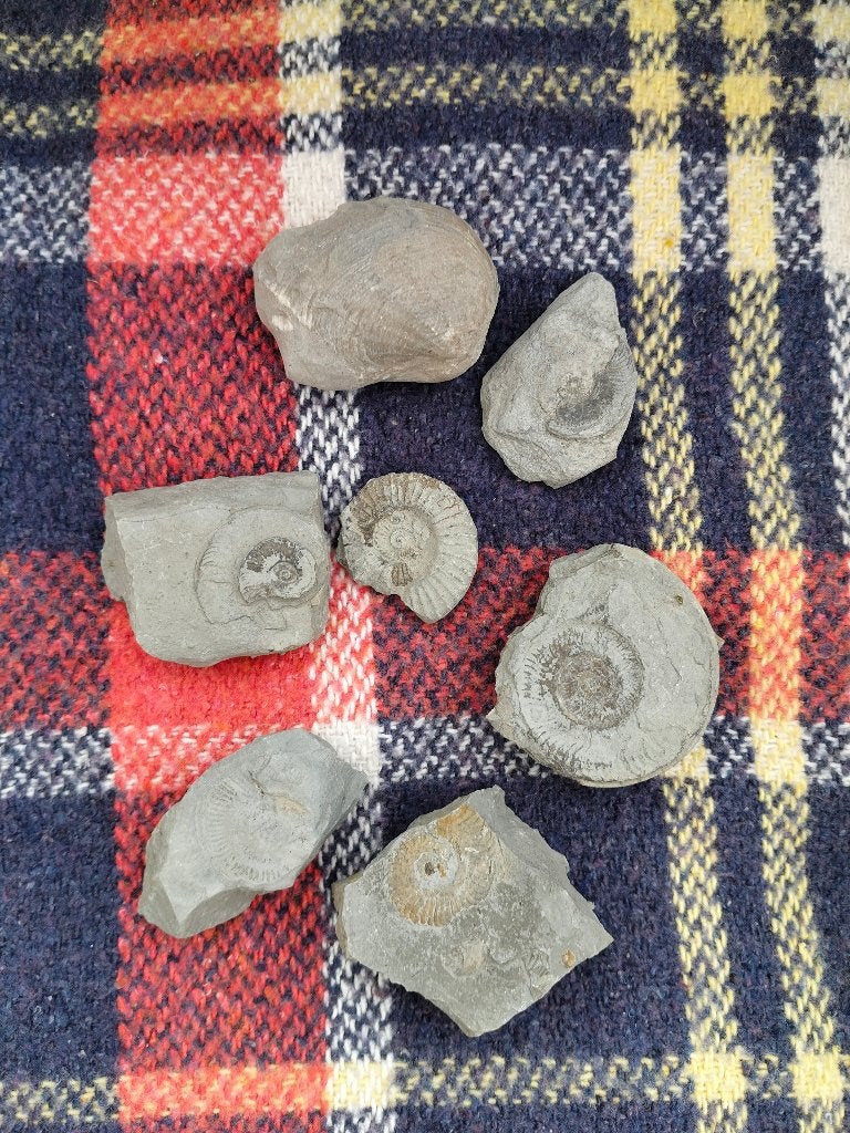 Ammonieten uit Frankrijk, Verzamelen, Ophalen of Verzenden, Fossiel