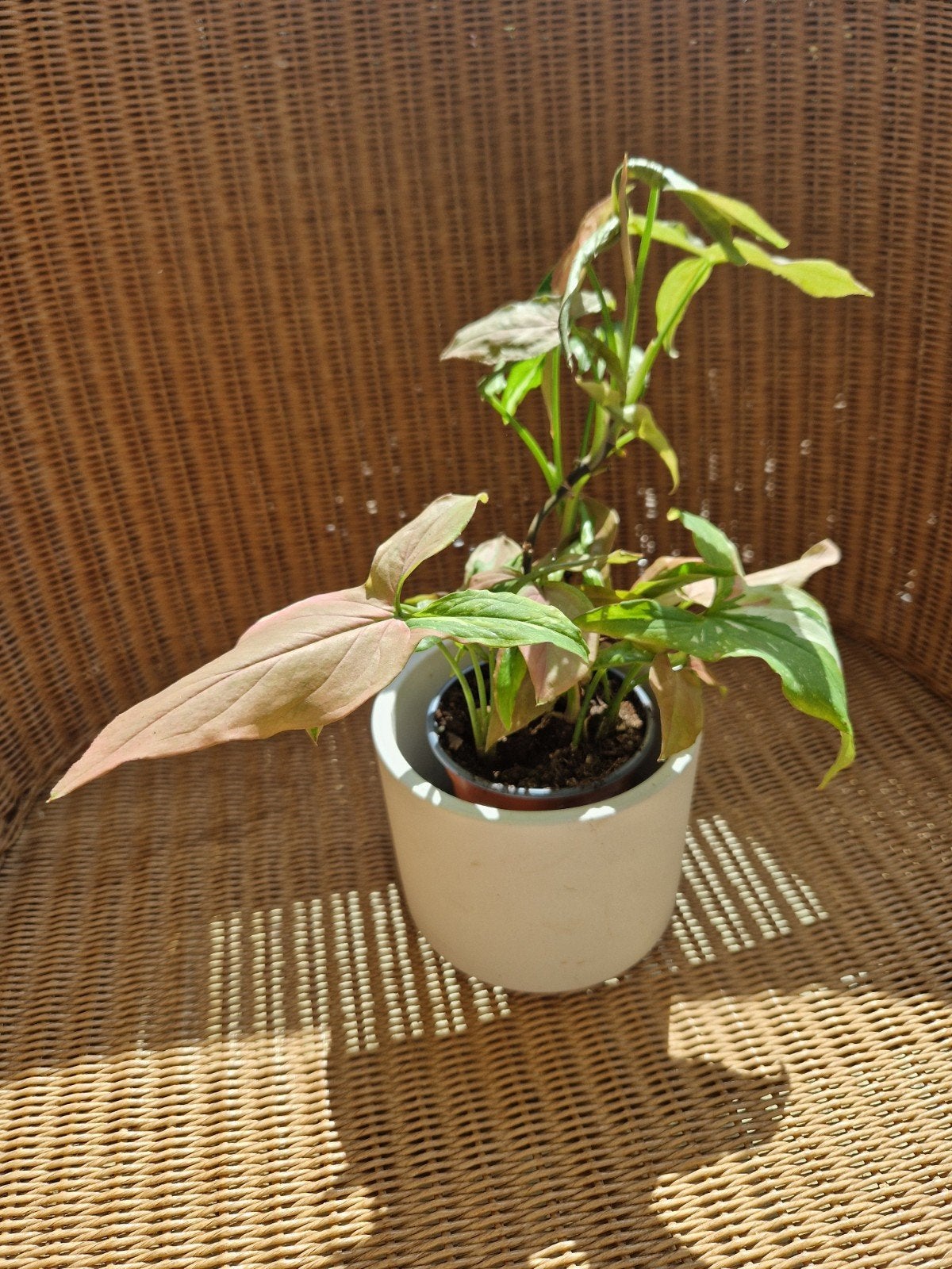 Syngonium podophyllum 'Pink Splash, Ophalen of Verzenden