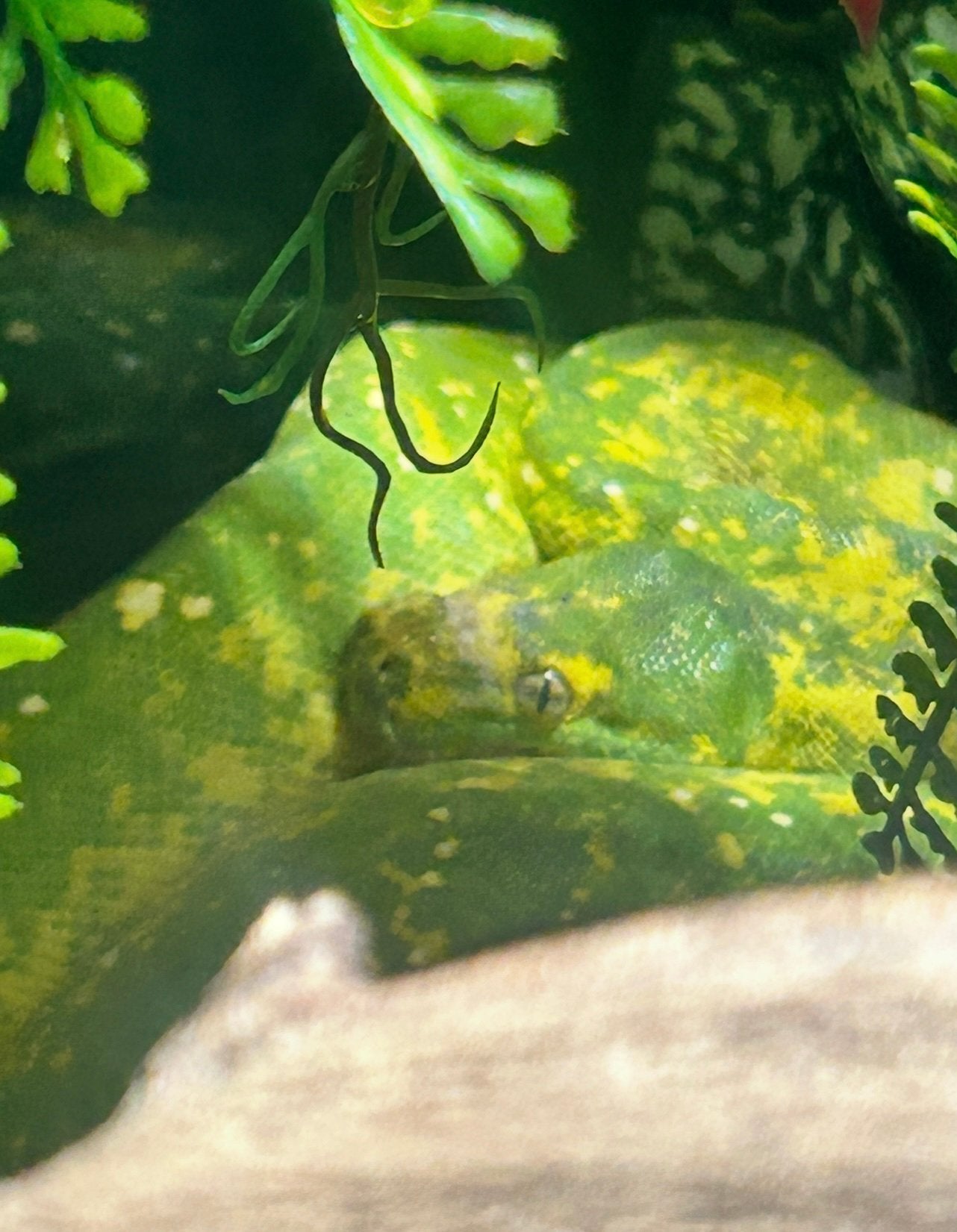 Groene boom python met terarium, Dieren en Toebehoren
