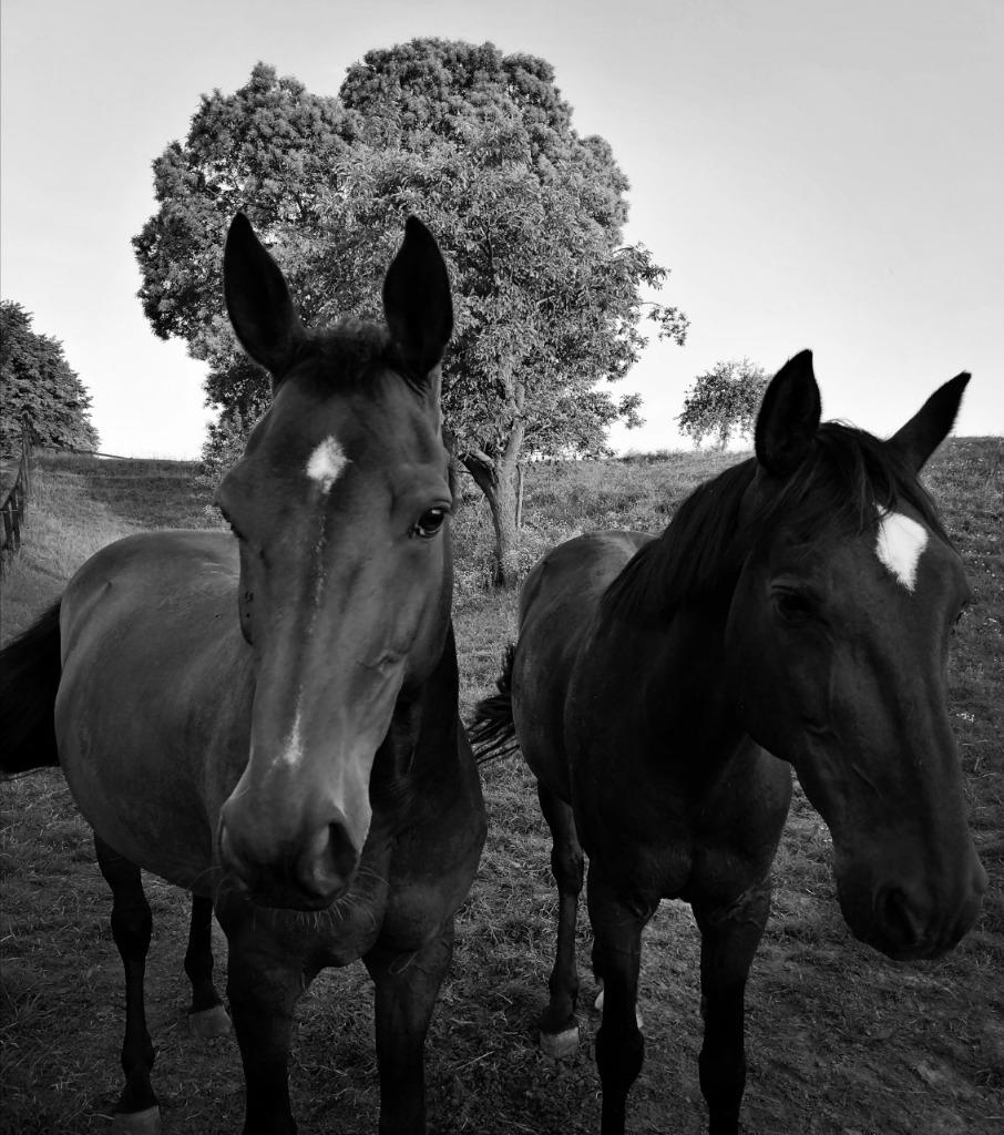 Box-horses DSL IX, Pâturage, 1 cheval ou poney