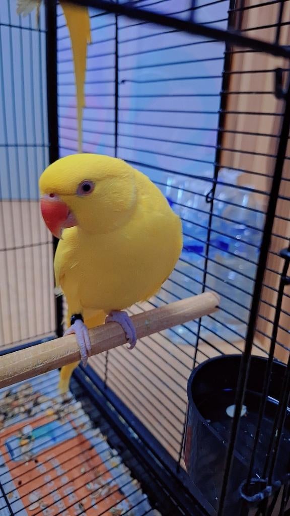 Geel pair van halsband parakeet (lutino) €180, Tam