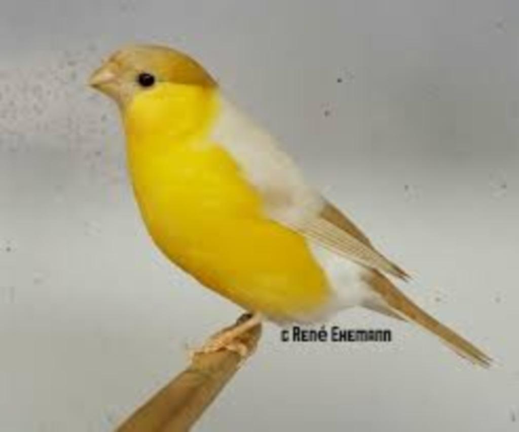 te koop gevraagd  goudvinken en meer, Wildzangvogel, Geringd