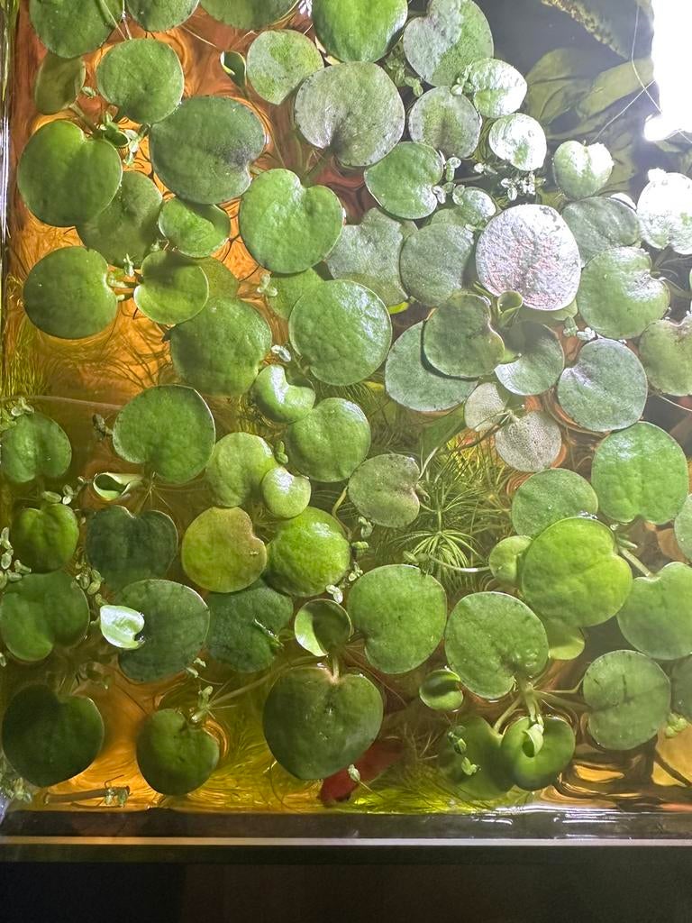 Aquariumplanten/drijfplanten, Dieren en Toebehoren, Ophalen, Zo goed als nieuw