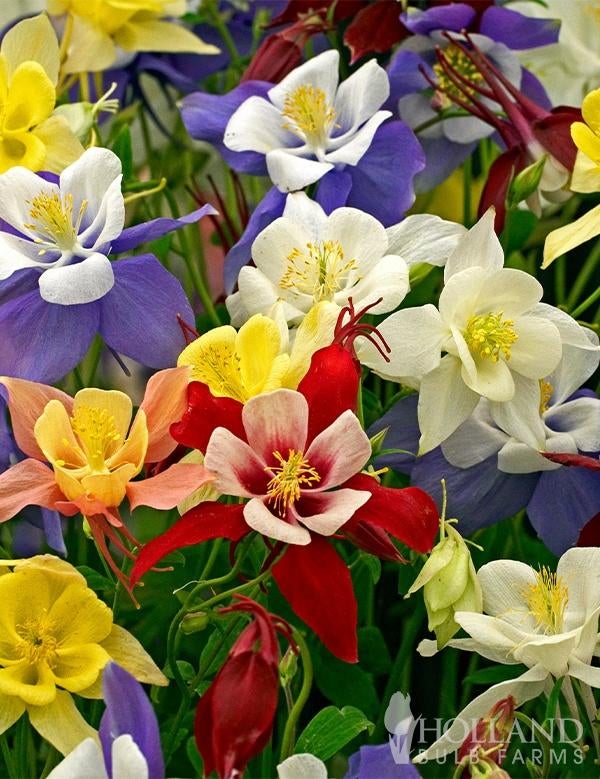 Graines d'Aquilegia, couleurs mélangées, récolte 2025, Enlèvement ou Envoi, Toute l'année, Graine