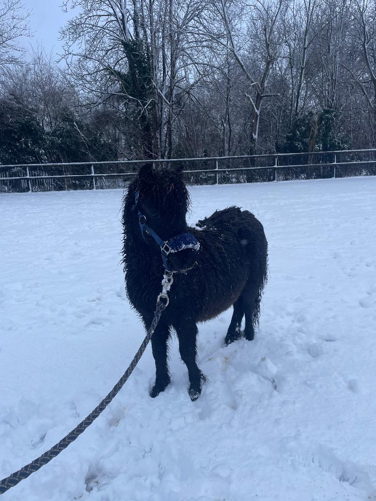 Falabella x mini Shetland hengst, Dieren en Toebehoren, 0 tot 2 jaar, Hengst, A pony (tot 1.17m), Met stamboom