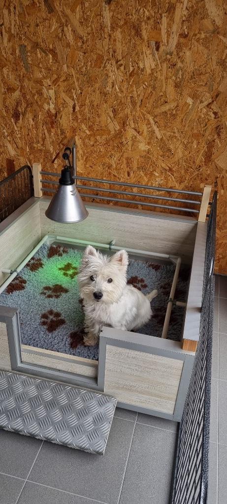 Complete werpkennel te koop – alles inbegrepen!, Ophalen, Zo goed als nieuw