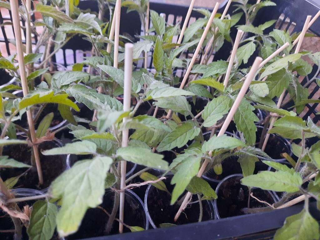 Tomate Ananas petite jaune à repiquer, Ophalen