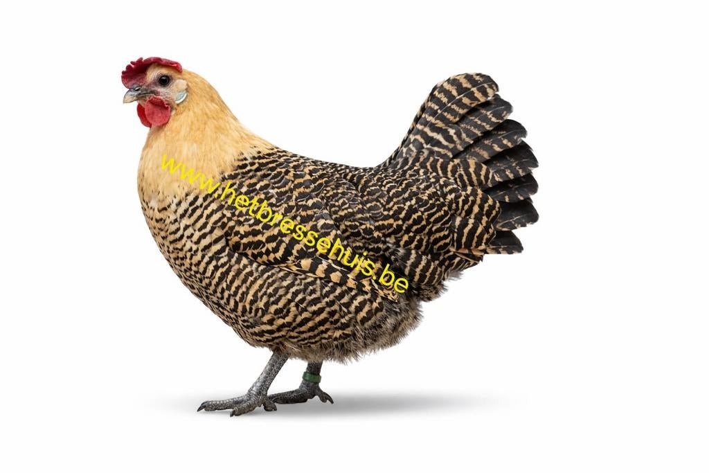 Citroenbrakel kippen jonge hennen beschikbaar, Dieren en Toebehoren, Pluimvee, Vrouwelijk, Kip