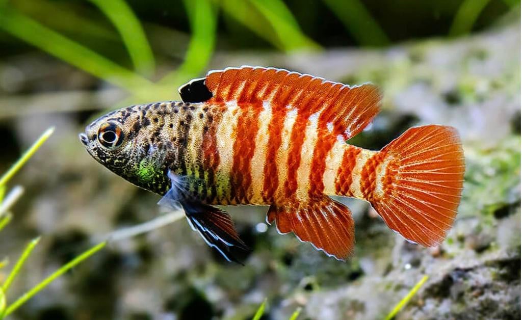 Black tijgerbaarsje zoetwater aquarium, Dieren en Toebehoren, Vis, Zoetwatervis, Schoolvis
