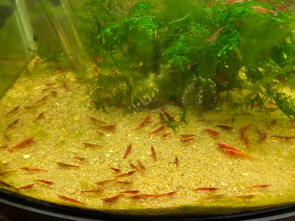Neocaridina vuurgarnalen 15 stuks voor 10 €mooie  rode, Dieren en Toebehoren, Kreeft, Krab of Garnaal