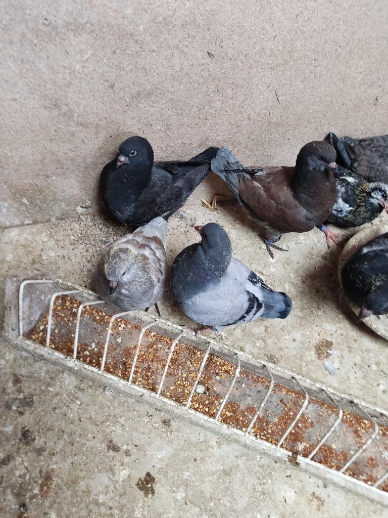 Pigeons king, Plusieurs animaux, Autres espèces