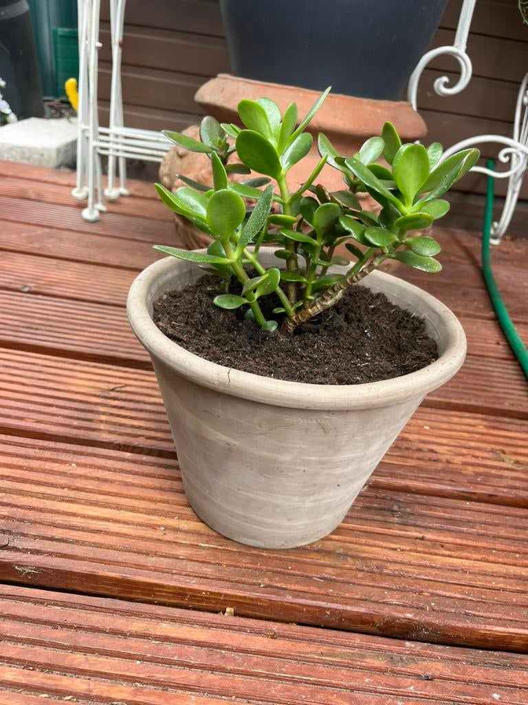 Prachtige geldboom/ jadeplant in mooie terracotta pot, Enlèvement, Comme neuf