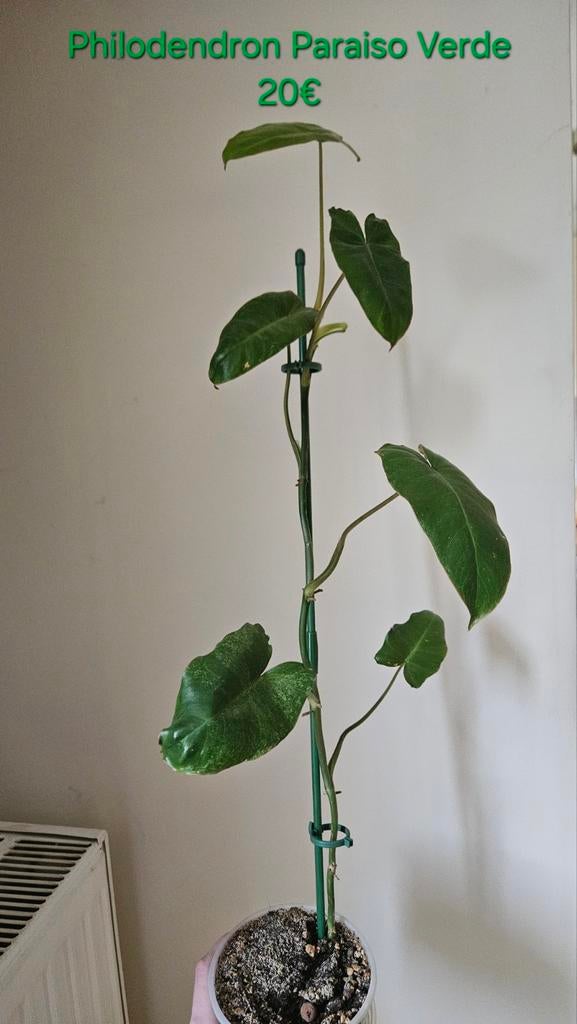 Philodendron paraiso verde, Plante verte, Enlèvement, Plein soleil, Moins de 100 cm