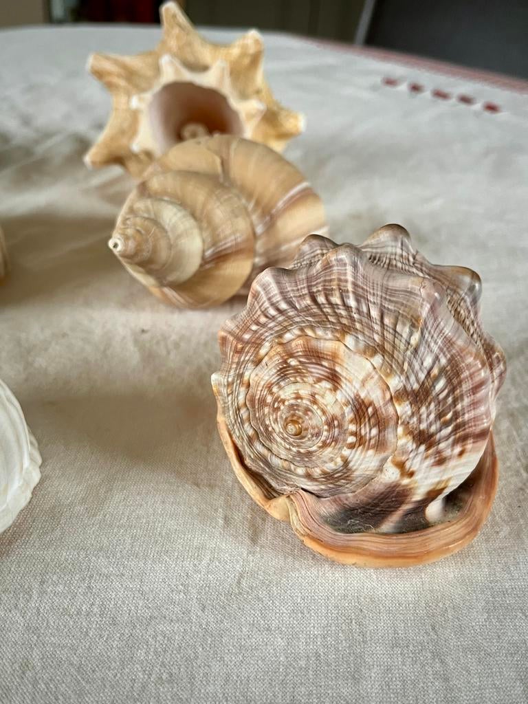Seashell collectie, Ophalen of Verzenden, Schelp(en)