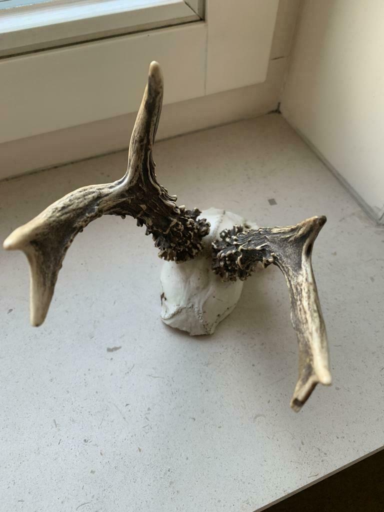 Gewei, Antiek en Kunst, Ophalen of Verzenden