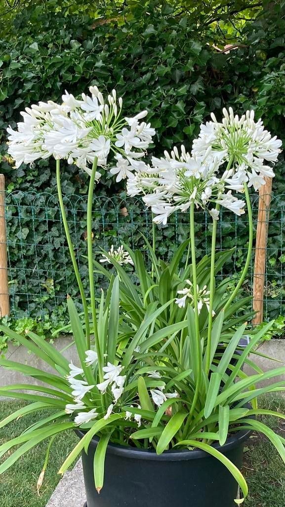 Graines d'agapanthe., Jardin & Terrasse, Enlèvement ou Envoi