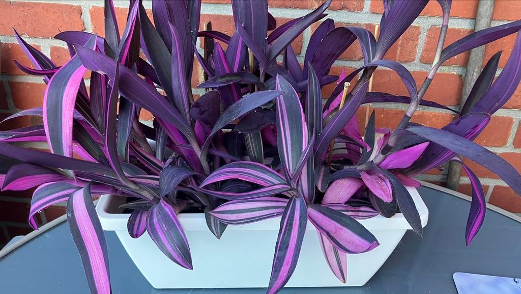Rayure rose Tradescantia Palida., Enlèvement ou Envoi