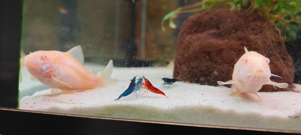 Neocaridina op leidingwater en kamertemperatuur, Dieren en Toebehoren, Vissen | Aquariumvissen, Kreeft, Krab of Garnaal, Zoetwatervis