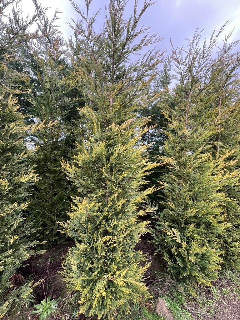 Tasse Leylandii Castlewellan dorée, Enlèvement ou Envoi, Haie