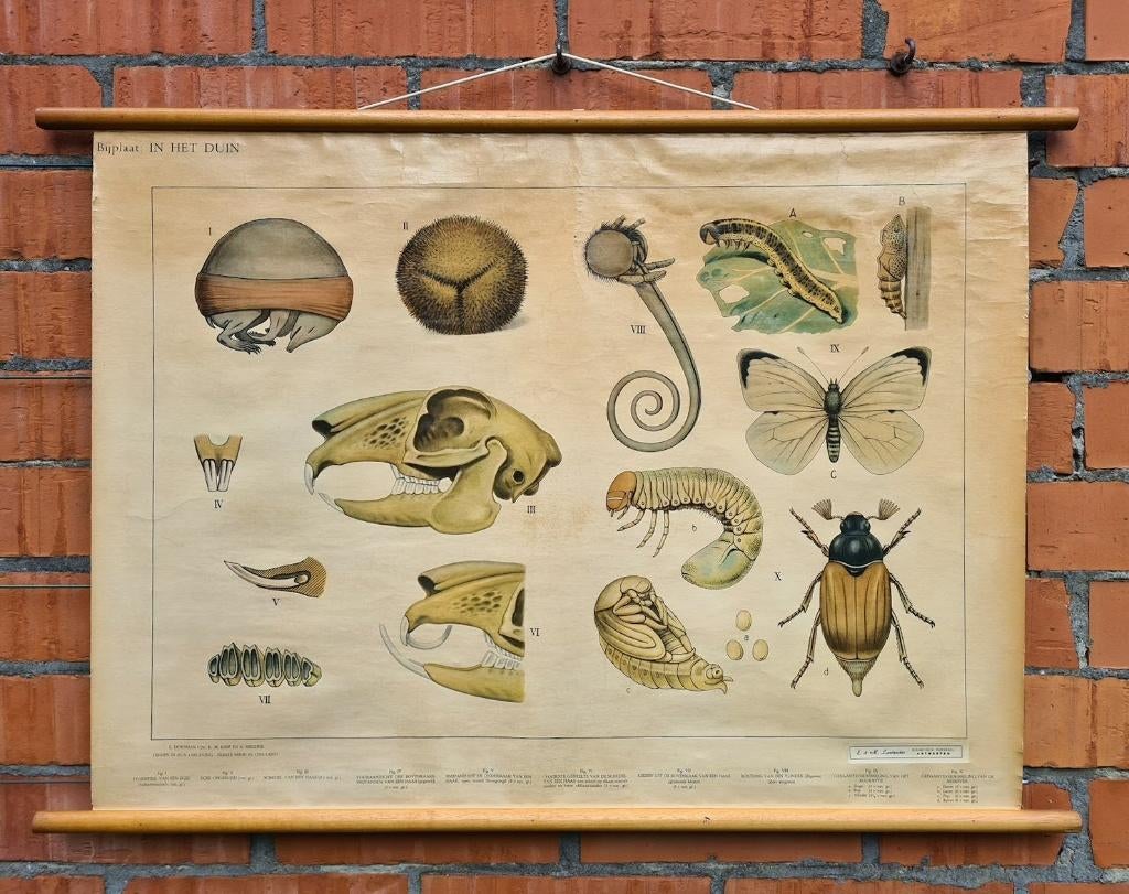 Vintage schoolplaat In het duin – biologie / natuur, Antiek en Kunst, Ophalen of Verzenden, Natuur en Biologie