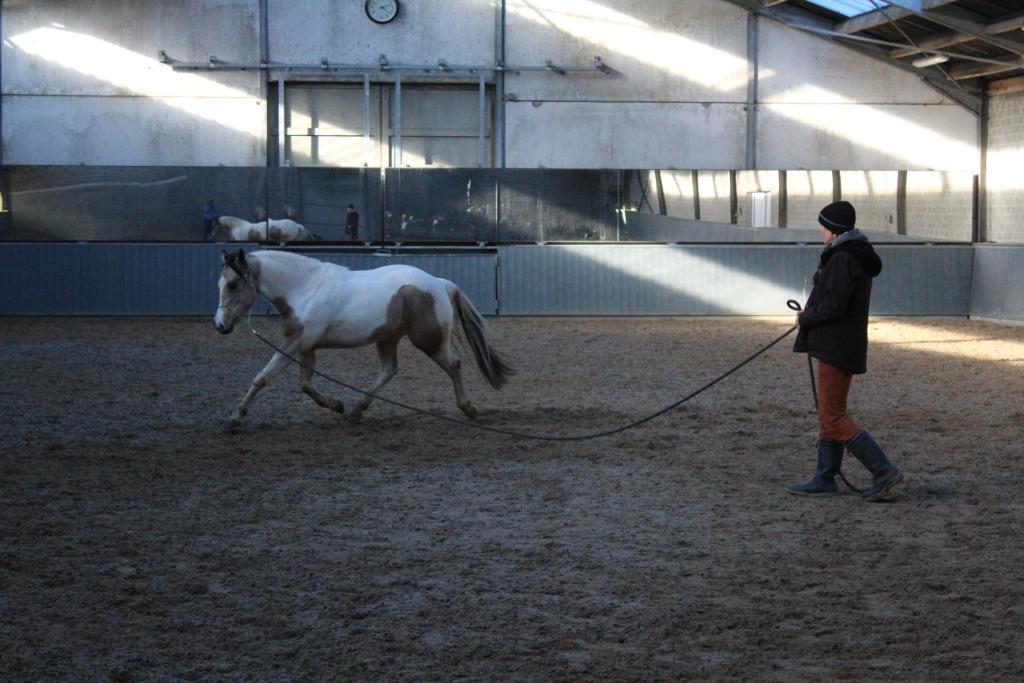VS-HorseTraining : zadelmak maken, doorrijden, andere ..., Dieren en Toebehoren, Ophalen, Nieuw, Western