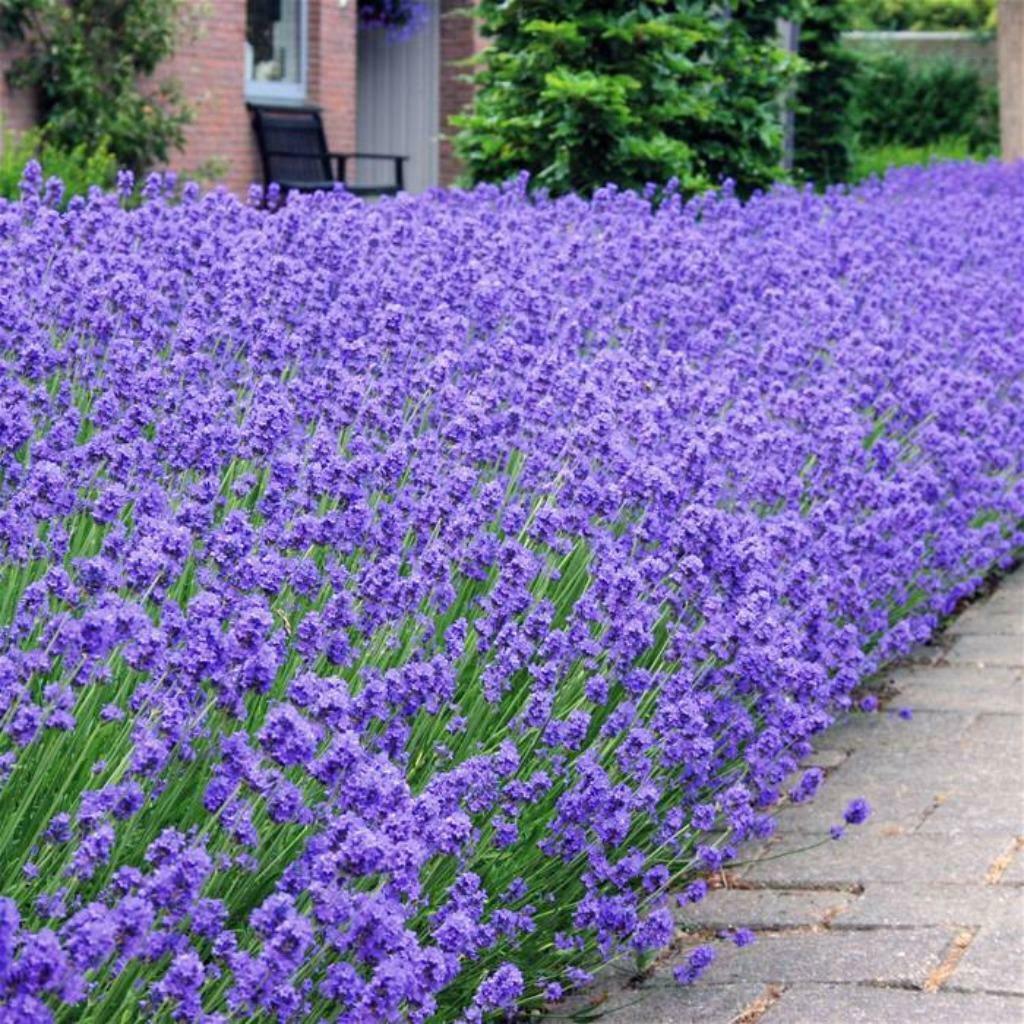 SODEXO. EDENRED.MONIZZE.LAVENDEL, Tuin en Terras, Planten | Tuinplanten, Ophalen, Bodembedekkers, Volle zon, Vaste plant