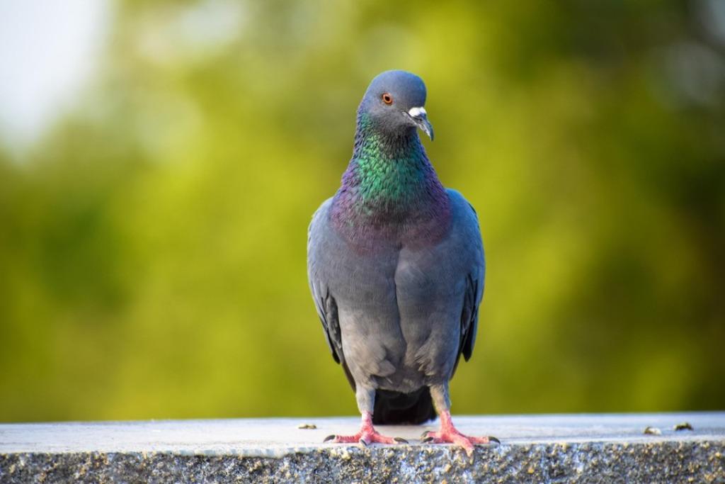 Opgezette Duiven Taxidermie., Verzamelen, Ophalen of Verzenden, Zo goed als nieuw, Vogel, Opgezet dier