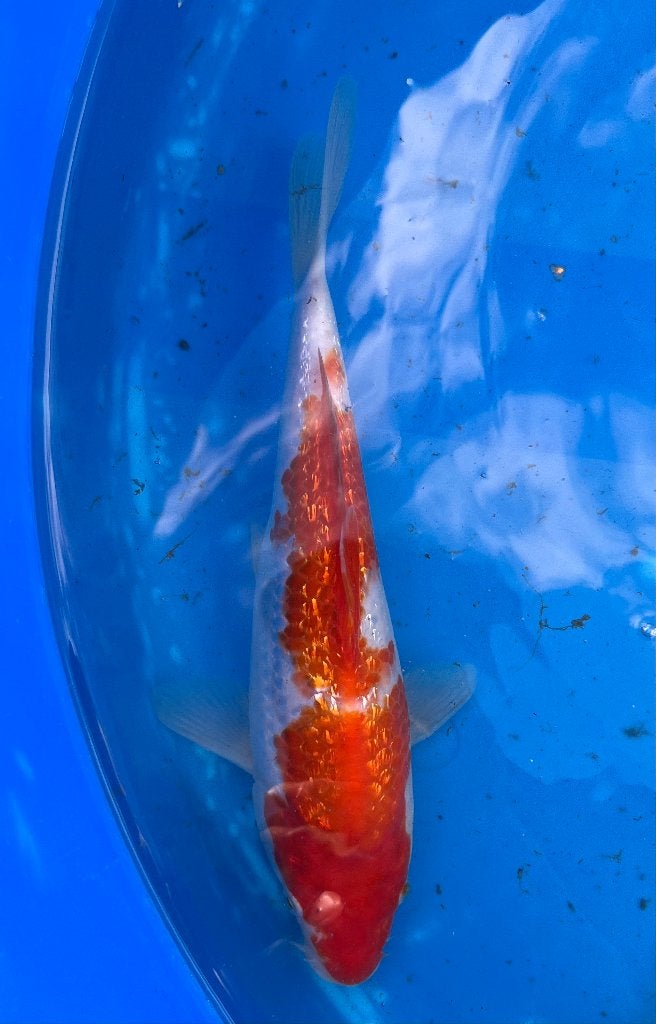 Tosai Ginrin Showa en Kohaku 20-25cm, Dieren en Toebehoren, Vissen | Vijvervissen, Karper of Koi