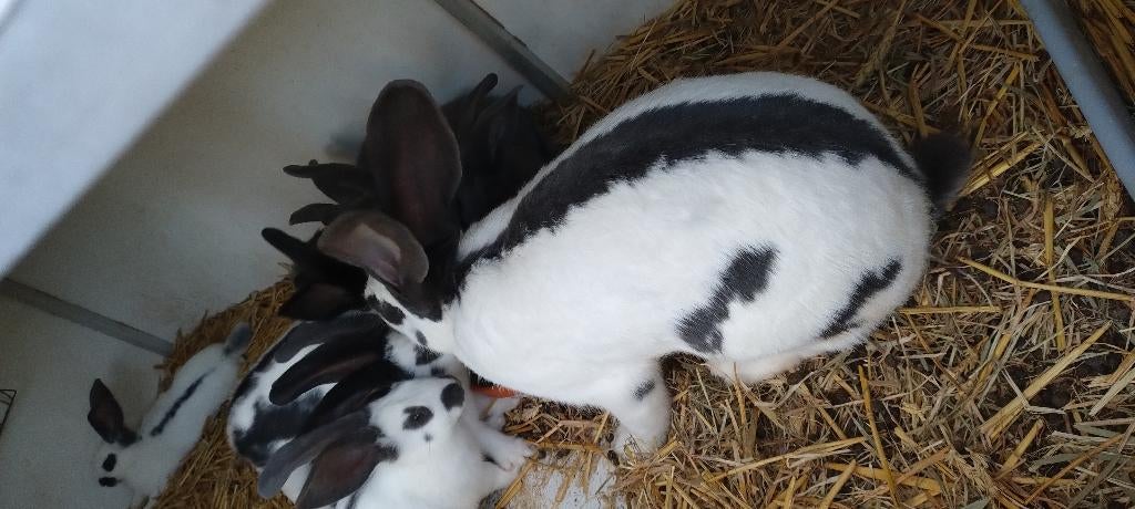 Reuzevlinder / Groot Lotharinger, Animaux & Accessoires, Lapins, Grand, Plusieurs animaux, 0 à 2 ans