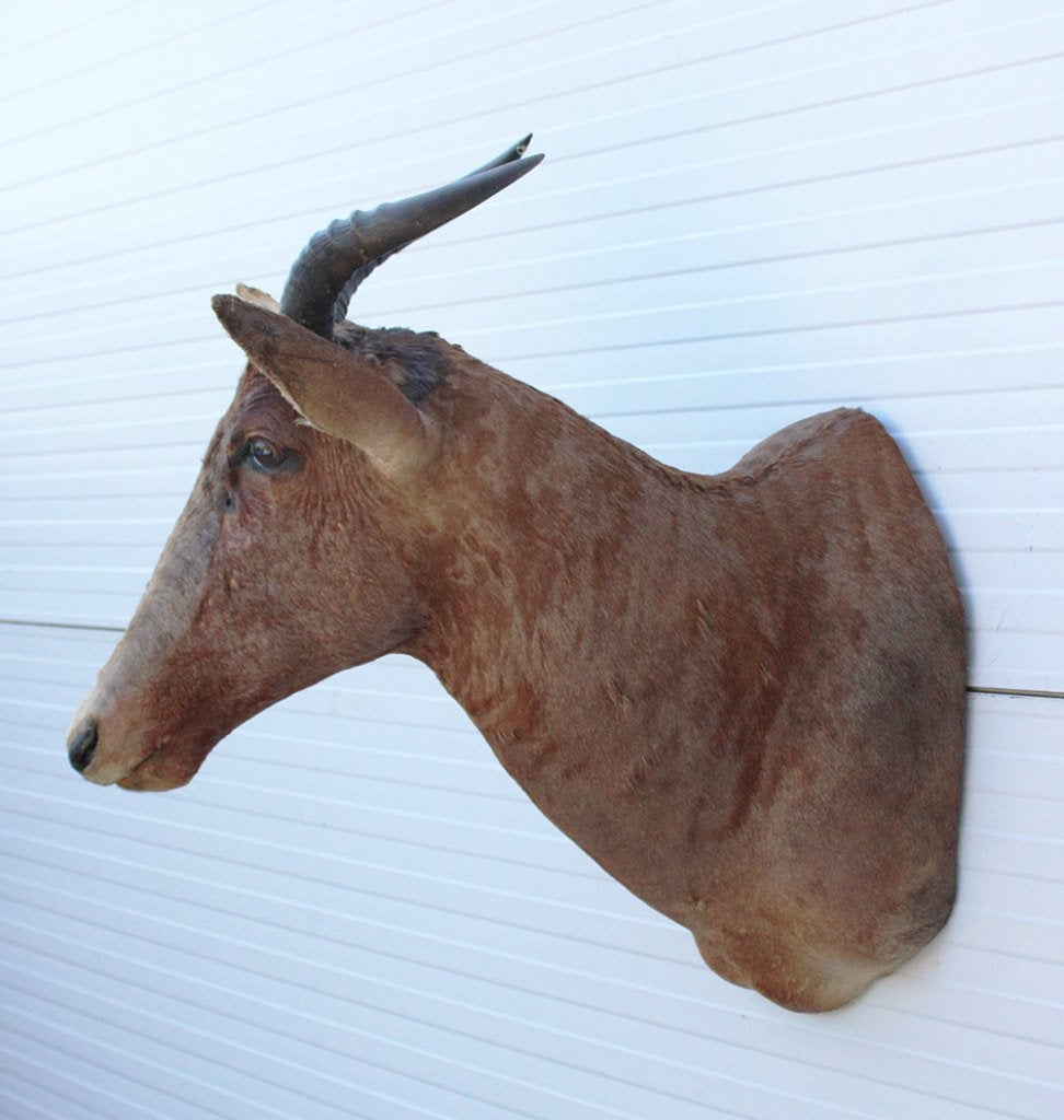 Opgezette KOP TSESSEBE antilope Afrika (gewei), Collections, Enlèvement, Utilisé, Animal sauvage, Animal empaillé