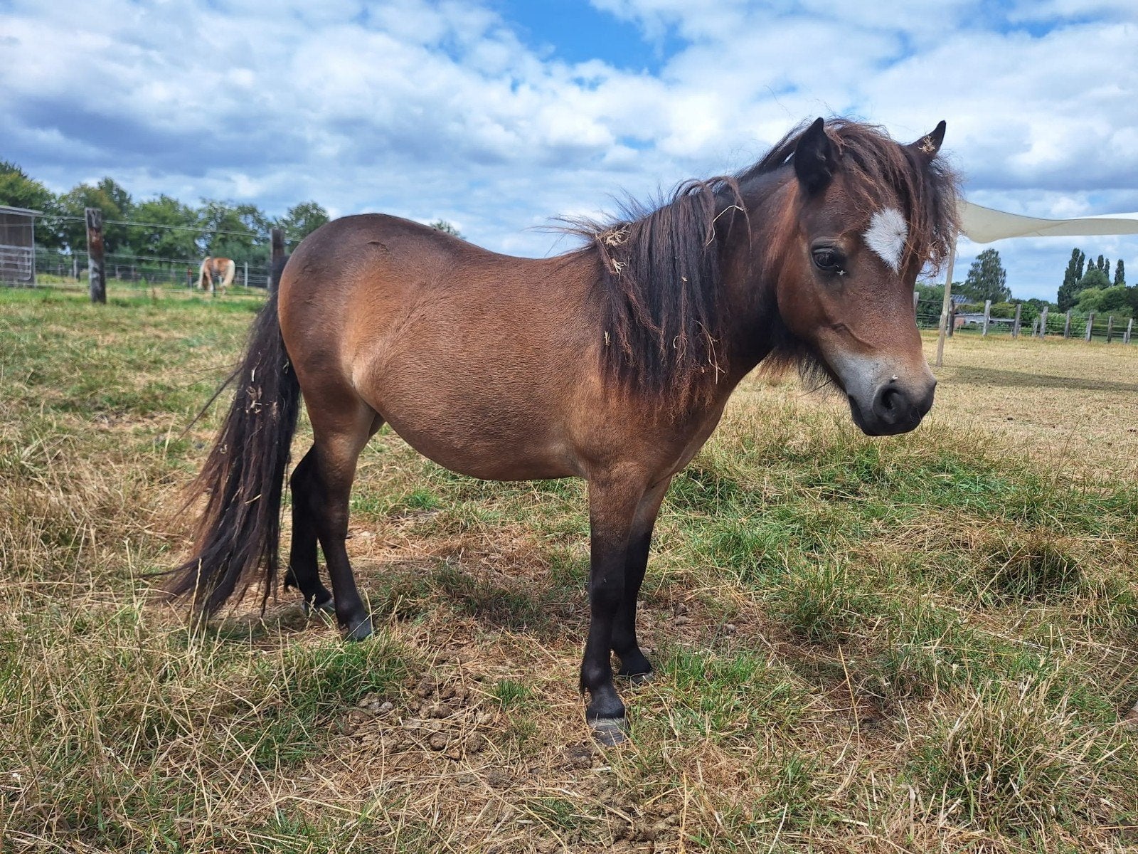 Falaballa paardjes, Dieren en Toebehoren, Pony's, Hengst